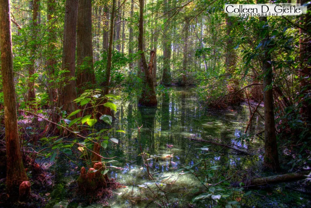 Scene from the deep inside the Cypress Swamp